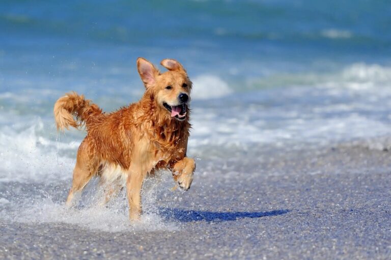 How to Keep Your Pup Safe, Cool & Happy by the Shore – PRIDE+GROOM