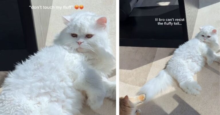 This Cat Can’t Resist His Big Sister’s Fluffy Tail