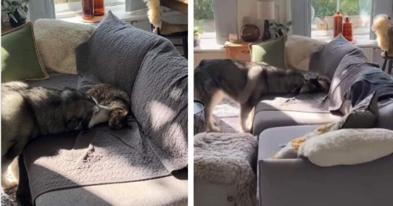 Cat Gives Big Dog Kisses Like She Is Letting Her Know It Is Okay to Cuddle