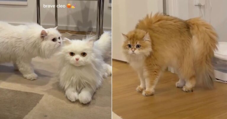 Cats Freeze in Their Tracks After Spotting a Fake Cat at Home