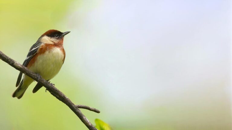 Meet 12 “Stopover” Birds to See During Spring and Fall Migration