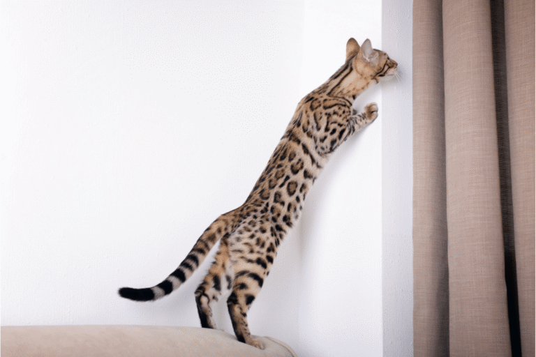 How Long Do Cats Grow to Reach Full Size? What Owners Should Know