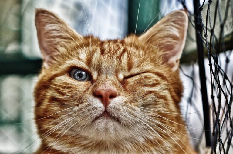 Why is My Cat Keeping One Eye Closed? 10 Reasons