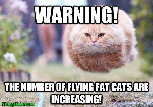 10 Genius Hacks to Keep Your Cat from Turning Into a Fluffy Couch Potato