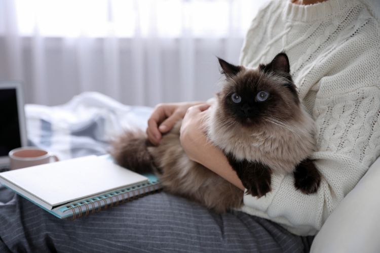 10 Things Your Cat Knows About You That You Might Not Have Realized