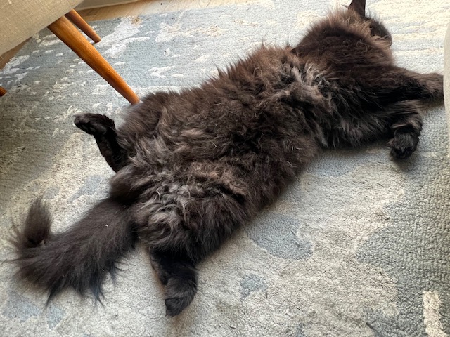 Why Do Cats Lay on Their Backs? 7 Reasons