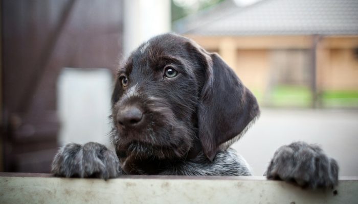 How To Remove Skunk Smell From Your Dog