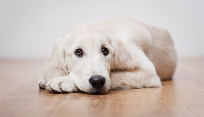 500 Modern Dog Names – Puppy Leaks