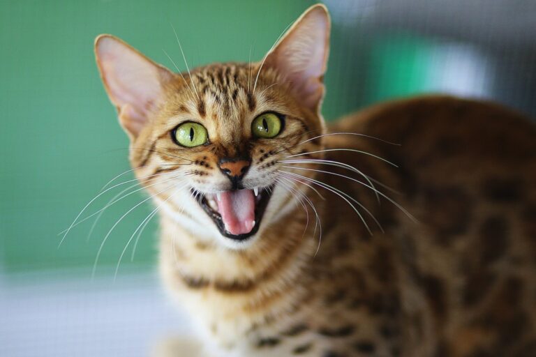 Why Do Cats Meow Back At You? 7 Reasons for Chatty Cats