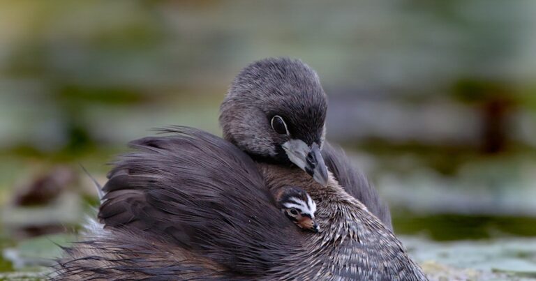 Why Water Levels Matter for Marsh Birds