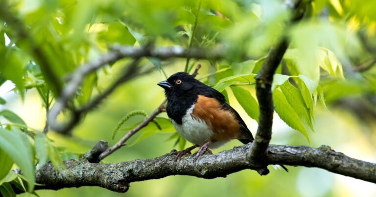 Building a bird haven, one habitat at a time