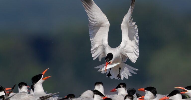 Seabirds of the Boreal? | Audubon