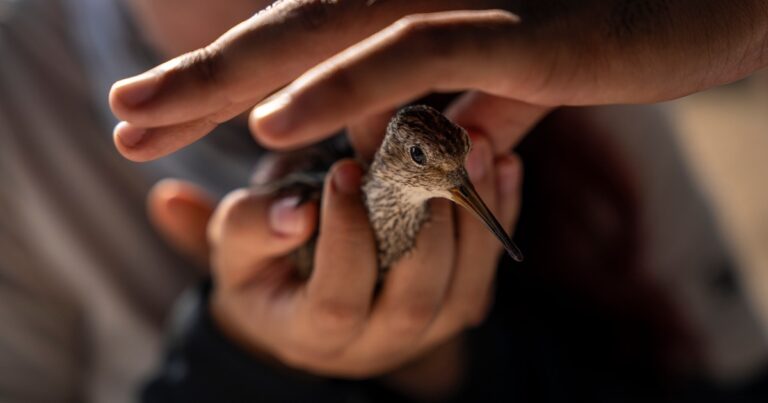 Cholao, the amazing Lesser Yellowlegs that gives wings to GPS monitoring across the Americas