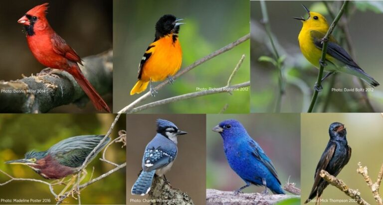 Birds of the Rainbow | Audubon