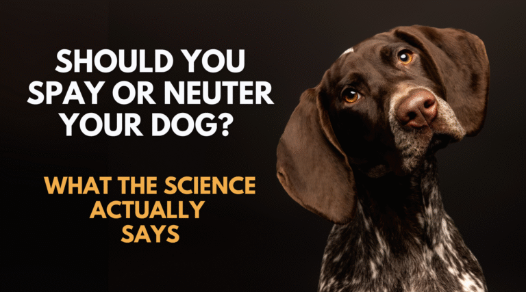 Should You Spay or Neuter Your Dog? What the Science Actually Says – Dr. Dobias International