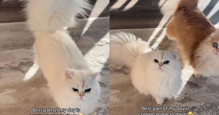 The Way These Cats Rush To Greet Their Owner ‘Never Gets Old’