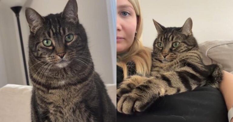 Cat’s Love for a Sling Carrier Stems from Pure Jealousy