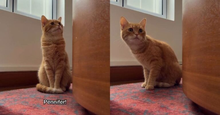 Orange Cat Vanishes Right When Mom Needs Her ‘Ginger Dopamine’ Fix