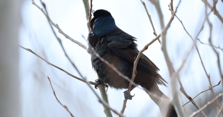 An Interview with Sterling Hollman, Crane Season Volunteer