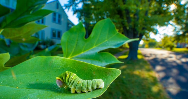 An Introduction to Insect Photography