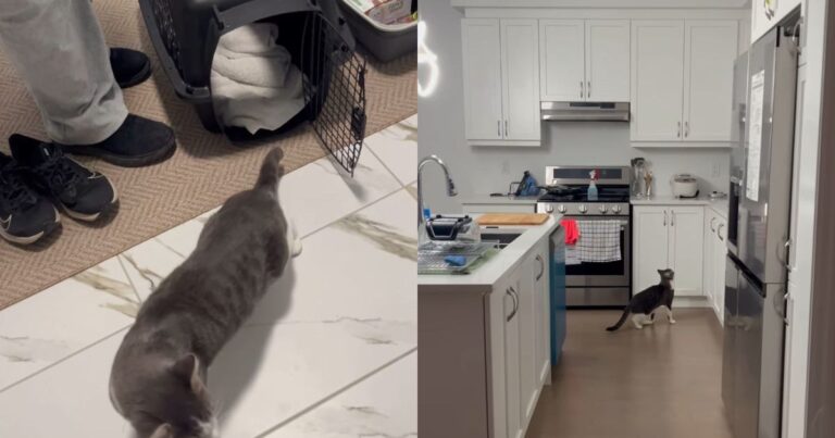 Foster Cat’s First Night in New Home Is All About Exploring & Setting Base