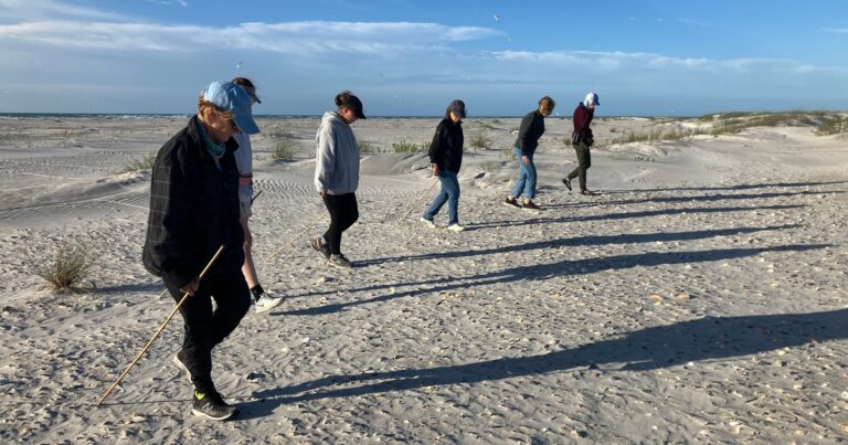 Survey Reveals Record High Least Tern Count on Audubon Sanctuary in North Carolina