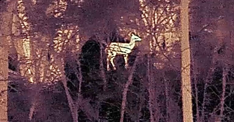 Rowe After Dark | Audubon