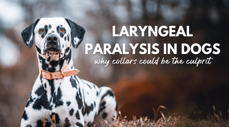 Why Collars Could Be the Culprit – Dr. Dobias International