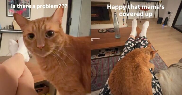 Cat Becomes the ‘Fashion Police’ When Owner Does This