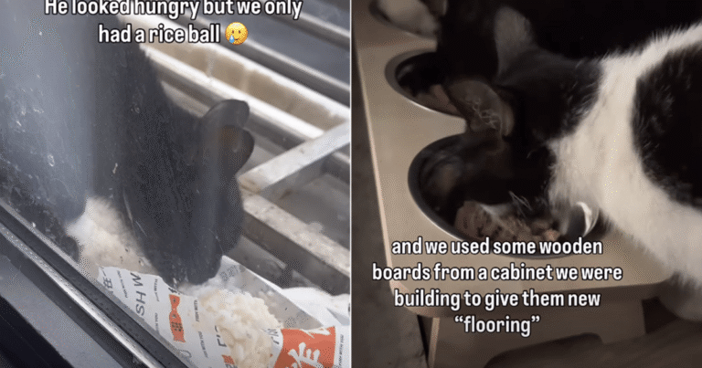 After Meeting 4 Cats, Human Is Not Just a ‘Dog Person’ Anymore