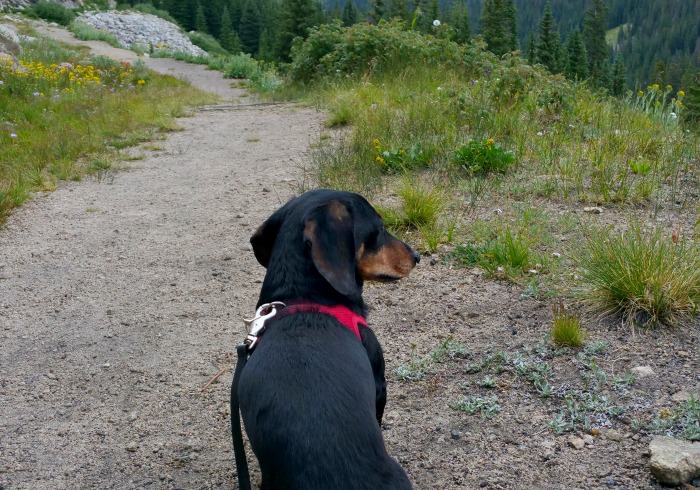 Hiking With a Dachshund? Prepare to Hear These 10 Things All the Time