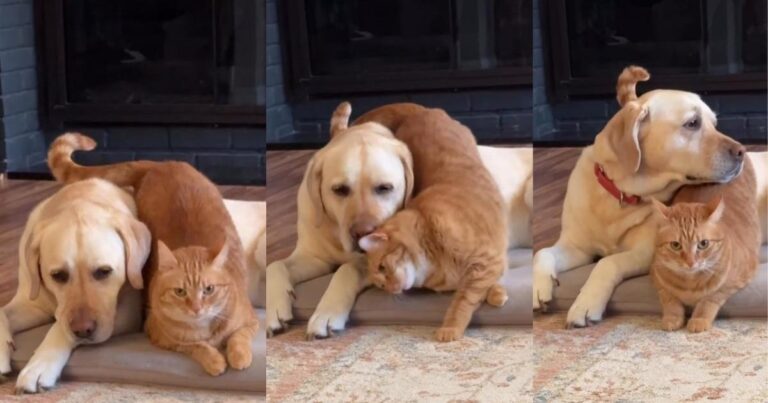 This Cat Is Determined To Make Sure Dog Sibling Feels Loved