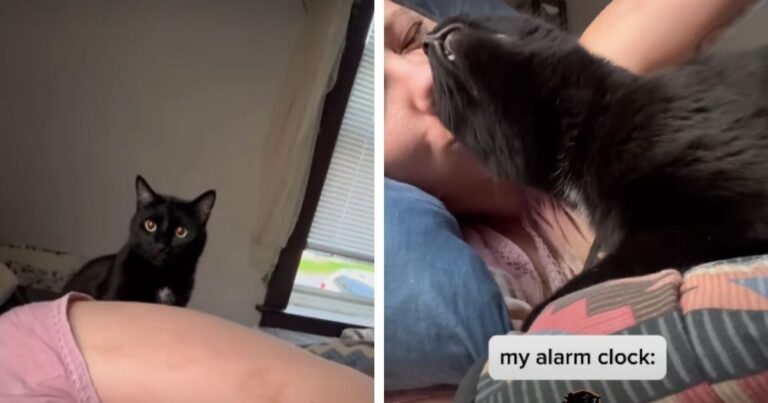 Cat Takes His Job as Owner’s Alarm Clock Very Seriously
