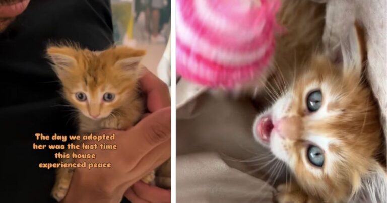 Tiny Rescue Kitten Brings Love & Joy but Also Hints of Chaos to Family After Adoption