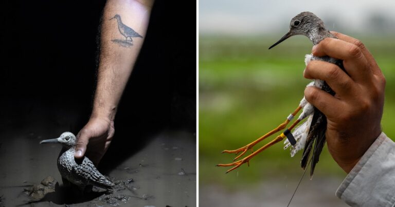 Biologists Are Racing to Protect These Elusive Shorebirds. But First They Have to Catch Them