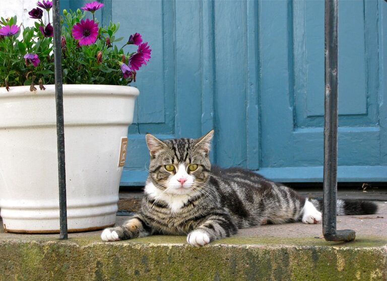 The 10 Signs Your Cat Is Genuinely Happy (Most Owners Miss Half of Them)