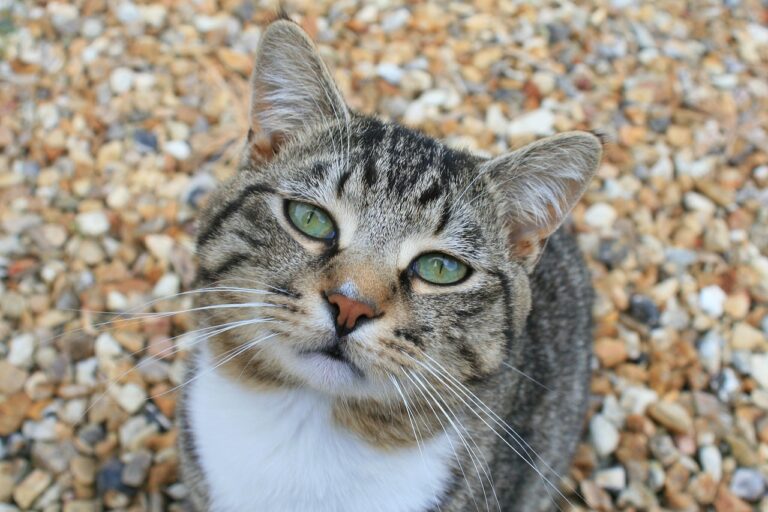 14 Signs Your Cat Sees Itself as CEO — And You as Middle Management