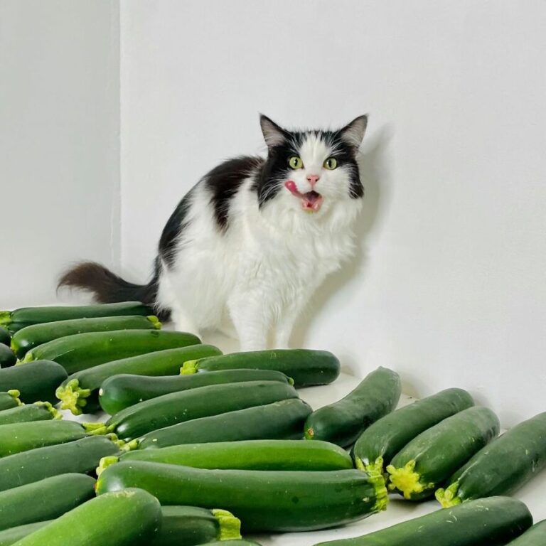 These Perfectly Normal Things in Your Home Are, to Your Cat, Absolutely Terrifying