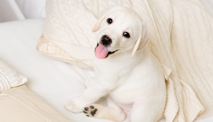 500 Russian Dog Names – Puppy Leaks