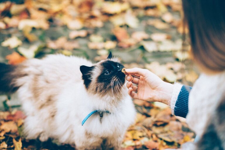 The Person Running Your Household Isn’t You — And They Have Four Paws