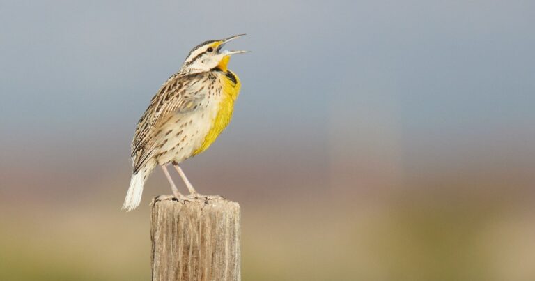 Bringing Bird-Friendly Ranching to the Southwest