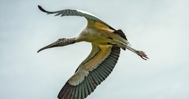 Central Everglades Planning Project Operation Plan: A Mouthful, but a Critical Step Forward for Long-Term Everglades Health