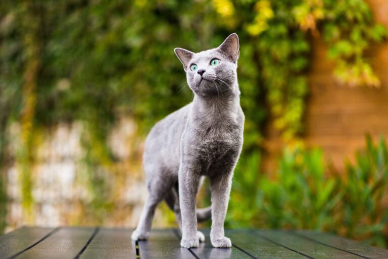 These Drug-Free Ways to Calm a Stressed Cat Sound Almost Too Simple — Owners Say Otherwise