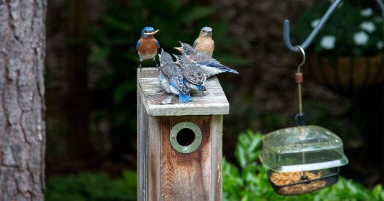 3 Easy Ways to Attract Bluebirds to Your Home (and Keep Them Around)