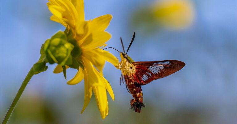Love Birdwatching? Give Bugwatching a Go This Summer