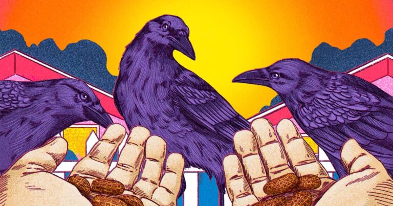 Are Crows Really Our Friends?