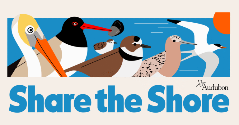 Protect Beach-nesting Birds from Fireworks this July Fourth Weekend