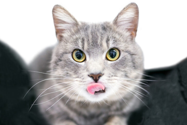 Every Cat Owner Has Seen This Look — But Do You Know Why Your Cat’s Tongue Is Sticking Out?