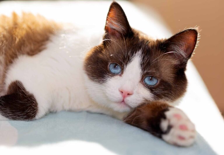 Your Cat Has 11 Power Moves — And You Fall for Every Single One