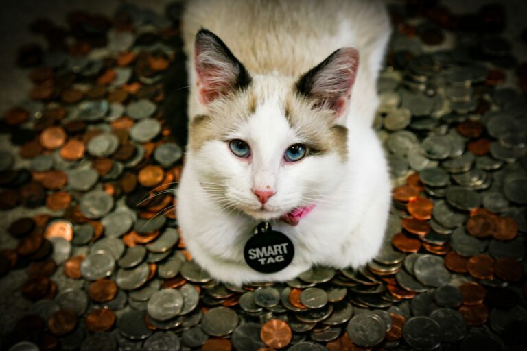 10 Reasons Your Cat Acts Like It Pays Rent (Spoiler: It Doesn’t)